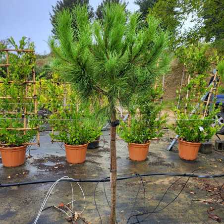 Pinus Pinea Pin Parasol I P Pini Re En Ligne