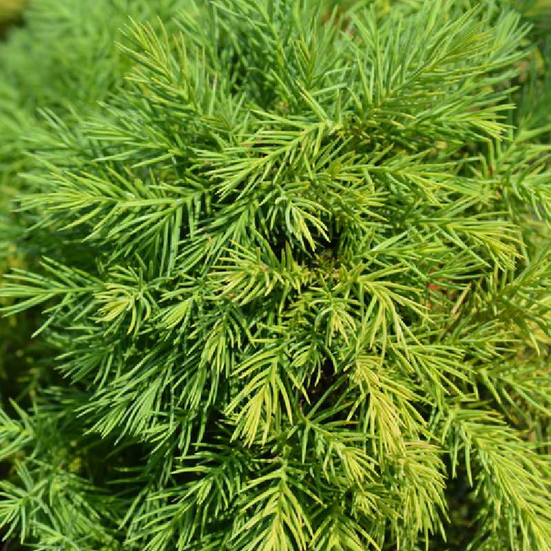 Cryptomeria Japonica Monstrosa Nana C Dre Du Japon