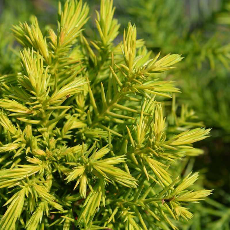 Cryptomeria japonica Monstrosa Nana Cèdre du Japon