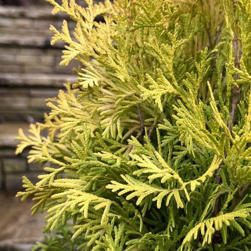 Thuya Emeraude Dor Thuja Occidentalis Sunny