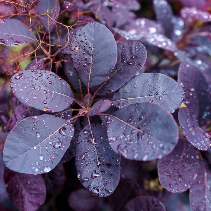 Cotinus coggygria Royal Purple Arbre à perruque