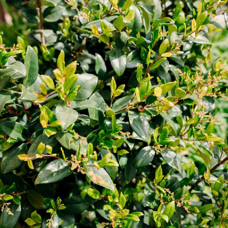 Troène du Texas Ligustrum japonicum Texanum