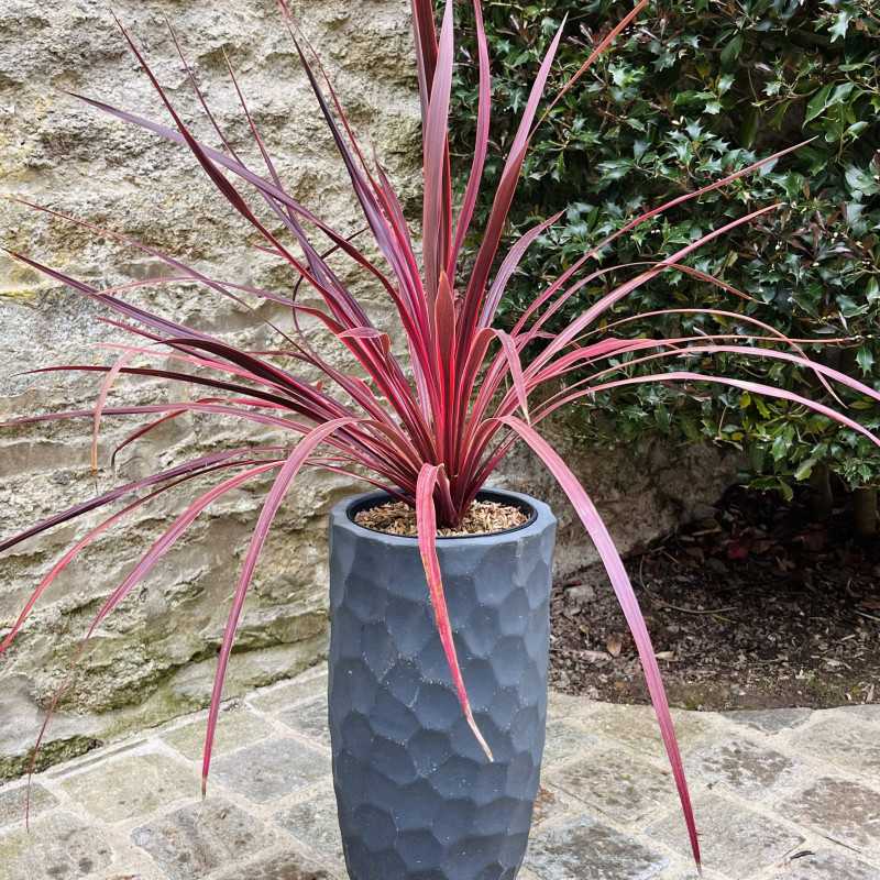 Cordyline australis Salsa Pépinières Rouxel