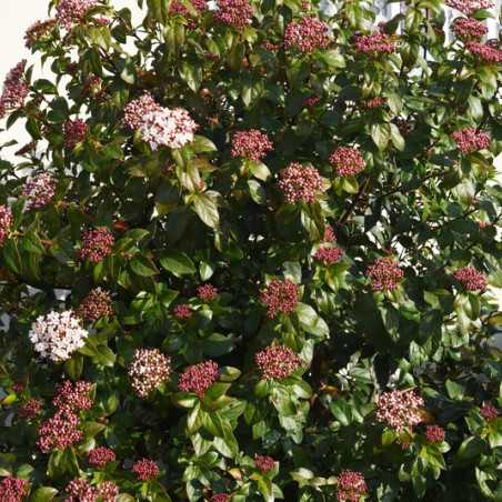 Viorne Laurier Tin Viburnum Tinus Gwenlian