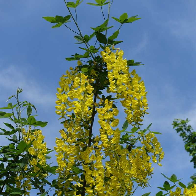 Cytise Grappe Laburnum Anagyroides Yellow Rocket