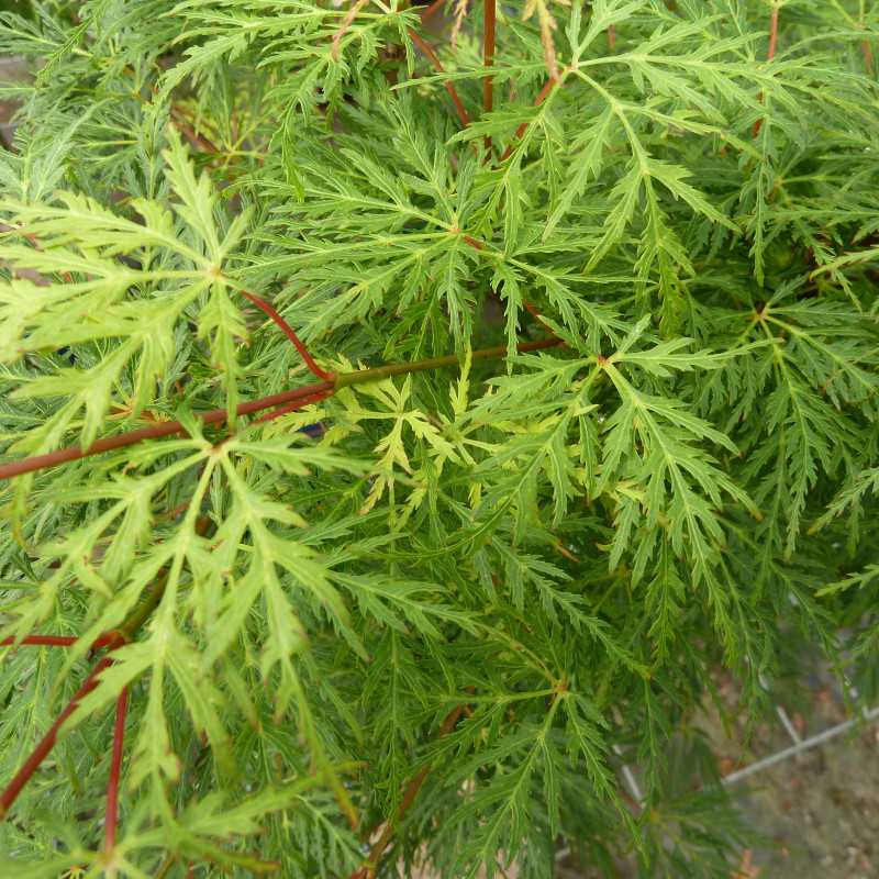 Rable Du Japon Acer Palmatum Emerald Lace