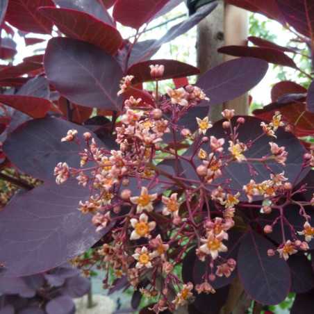 Cotinus Coggygria Royal Purple Arbre Perruque