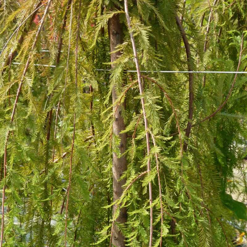 Taxodium distichum Cascade Falls Cyprès chauve pleureur