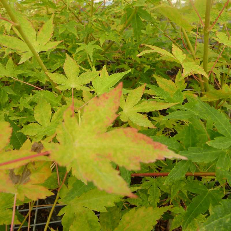 Acer Palmatum Erable Du Japon Cartes De Cr Dit