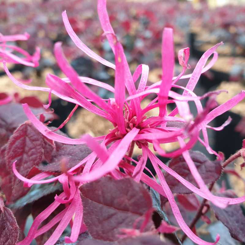 Loropetalum Chinense Plum Gorgeous Lorop Tale De Chine