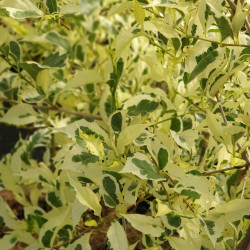 Styrax japonica Variegata