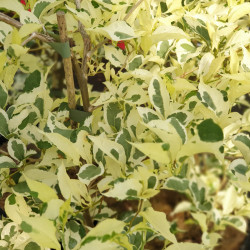 Styrax japonica Variegata