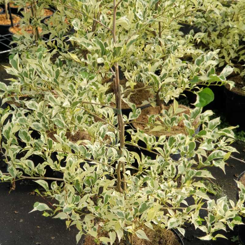 Styrax japonica Variegata