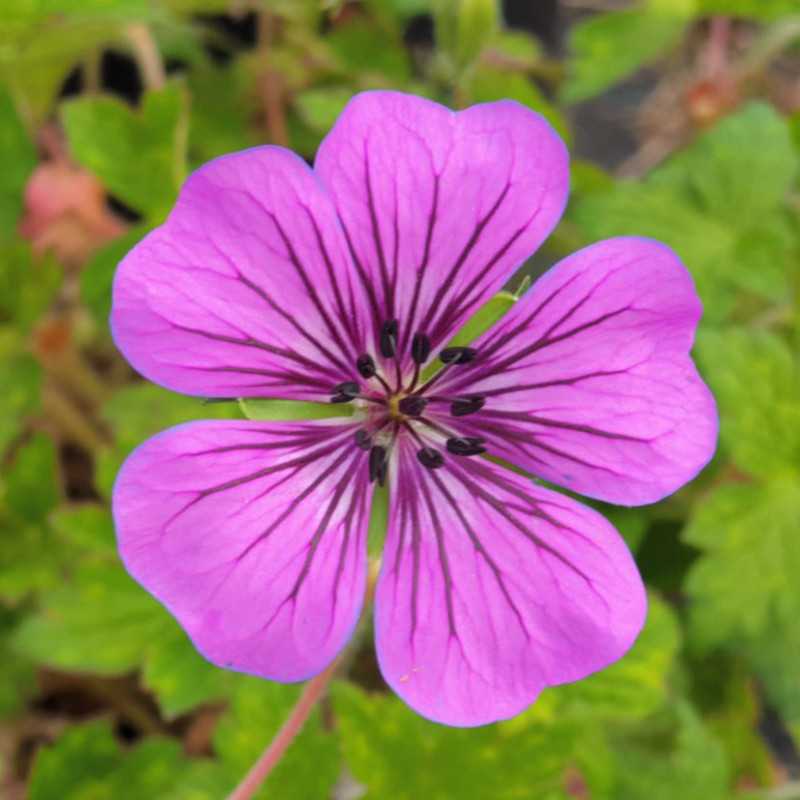 Geranium ‘Pink Penny’