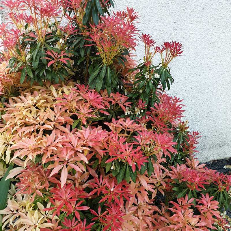 Pieris japonica ‘Forest Flame’