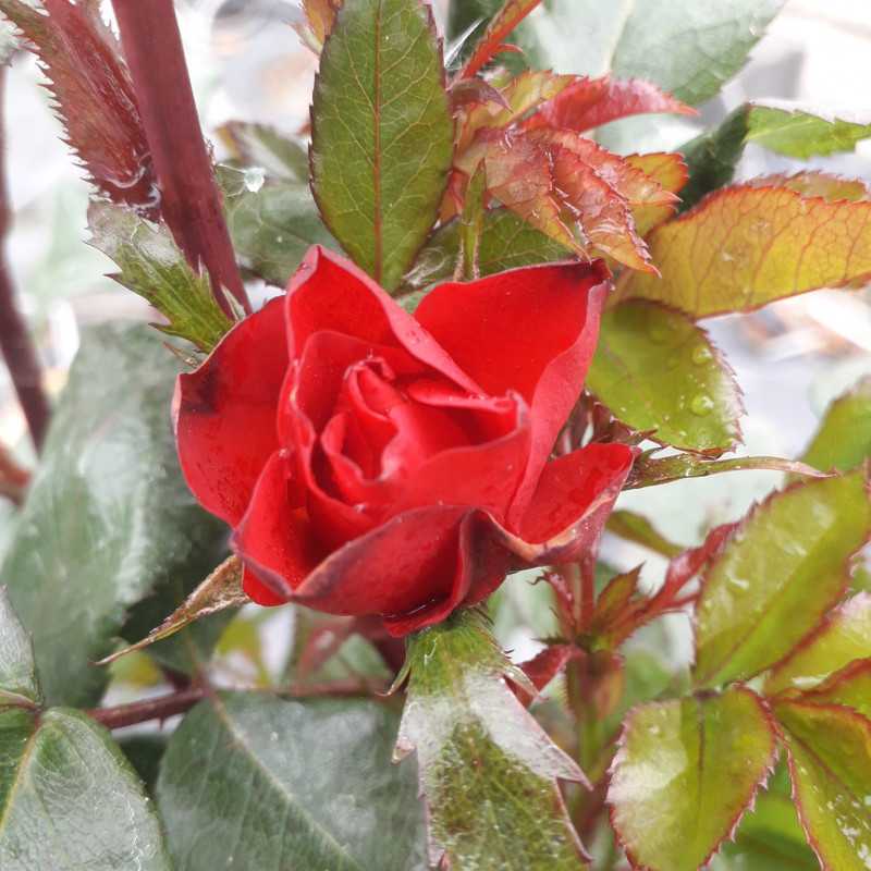 Rosa ‘Zepeti‘ ® Meibenbino - Rosier nain