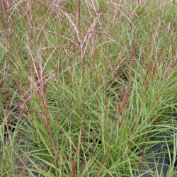 Miscanthus sinensis ‘Purple Fall’ - Roseau de Chine