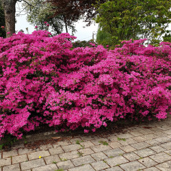 Azalea japonica Amoena