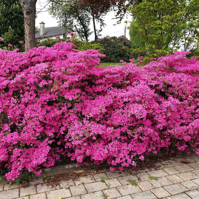 Azalea japonica Amoena