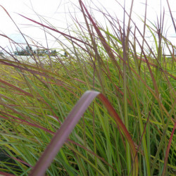 Miscanthus sinensis ‘Purple Fall’ - Roseau de Chine