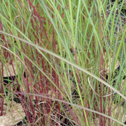 Miscanthus sinensis ‘Purple Fall’ - Roseau de Chine