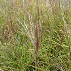 Miscanthus sinensis ‘Purple Fall’ - Roseau de Chine