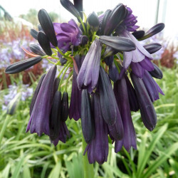 Agapanthus inapertus ‘Black Magic’