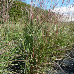 Miscanthus sinensis ‘Purple Fall’ - Roseau de Chine