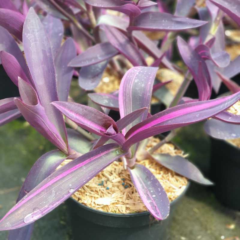 Tradescantia 'Pink stripe'