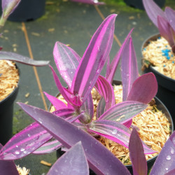 Tradescantia 'Pink stripe'