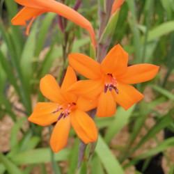 Watsonia fulgens