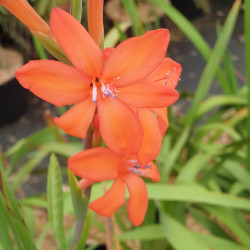 Watsonia fulgens