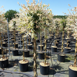 Salix Flamingo avec une tige d'1 mètre