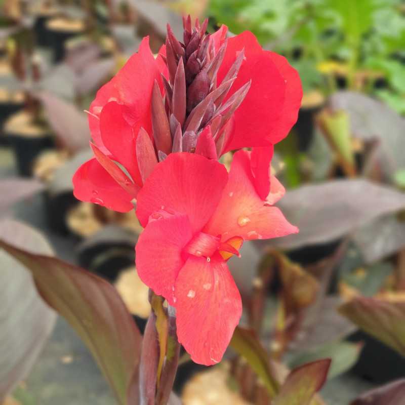 Canna cannova Bronze Scarlet