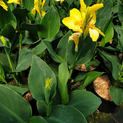 Canna cannova® 'Yellow'