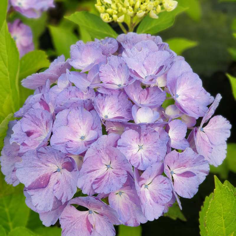 Hydrangea macrophylla 'Sweet Fantasy' Violet - Pépinières Rouxel