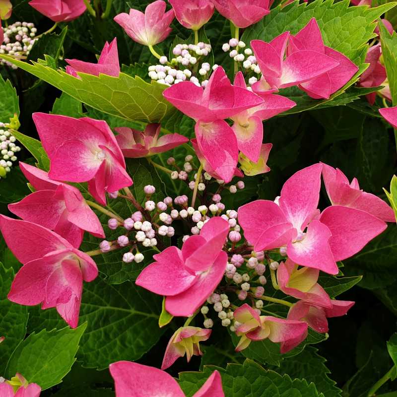 Hydrangea macrophylla Kardinal