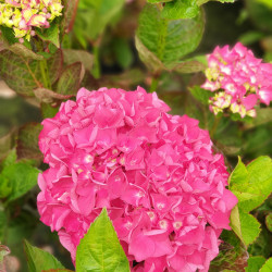 Hydrangea macrophylla Merveille  sanguine