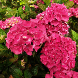 Hydrangea macrophylla Merveille  sanguine