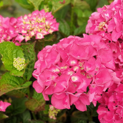 Hydrangea macrophylla Merveille  sanguine