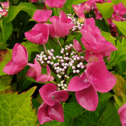 Hydrangea macrophylla teller rouge