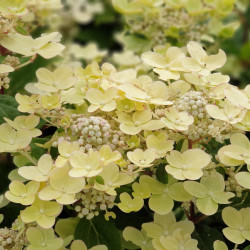 Hydrangea paniculata Switch Ophelia