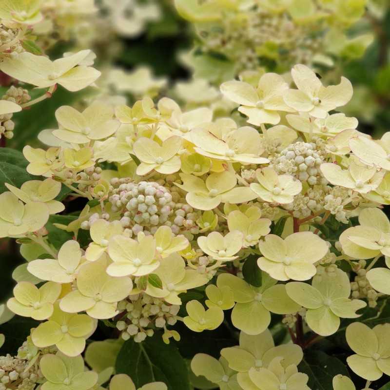 Hydrangea paniculata Switch Ophelia