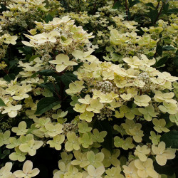 Hydrangea paniculata Switch Ophelia