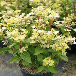 Hydrangea paniculata Switch Ophelia