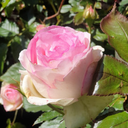 Rose Pierre de Ronsard