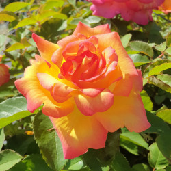 Rose Bohème