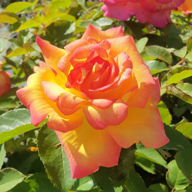 Rose Bohème