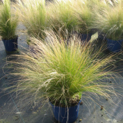 Stipa tenuifolia ‘Pony Tails‘