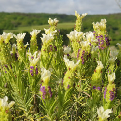 Lavandula stoechas Tiara